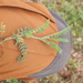 0347-Astragalus-sesameus-arid-meadows-garigue