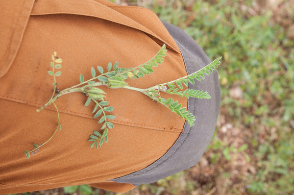 0347-Astragalus-sesameus-arid-meadows-garigue