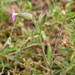 0348-Kegelsilene-Silene-conica-arid-meadows