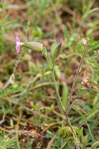 0348-Kegelsilene-Silene-conica-arid-meadows