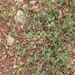 0350-Annual-Scorpion-vetch-Coronilla-scorpioides