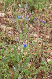 0351-Blauwe-ossentong-Anchusa-azurea