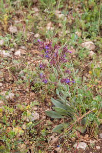 0352-Blauwe-ossentong-Anchusa-azurea