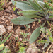 0353-Blauwe-ossentong-Anchusa-azurea
