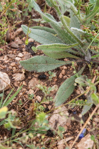 0353-Blauwe-ossentong-Anchusa-azurea