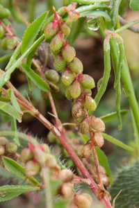 0354-Gegroefde-honingklaver-Melilotus-sulcatus-arid-uncultivated-