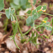 0355-Annual-Scorpion-vetch-Coronilla-scorpioides