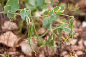 0355-Annual-Scorpion-vetch-Coronilla-scorpioides