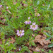 0356-Bont-kroonkruid-Securigera-varia-open-woods-glades
