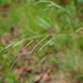 0358-Bergdravik-Bromopsis-erecta-meadows-and-arid-pastures