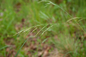 0358-Bergdravik-Bromopsis-erecta-meadows-and-arid-pastures