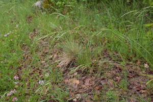 0359 Bergdravik-Bromopsis-erecta-meadows-and-arid-pastures