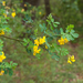 0359-Struikpaardenhoefklaver-Hippocrepis-emerus