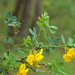 0360-Struikpaardenhoefklaver-Hippocrepis-emerus