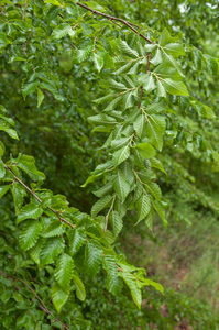 0361-Hopbeuk-Ostrya-carpinifolia