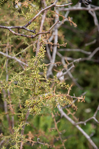 0362-Asparagus-acutifolius-maquis-thermophilous-open-woods-hedges