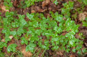 0362-Montpellieresdoorn-Acer-monspessulanum