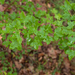 0363 Montpellieresdoorn-Acer-monspessulanum