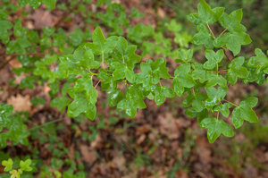 0363 Montpellieresdoorn-Acer-monspessulanum