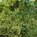 0363-Asparagus-acutifolius-maquis-thermophilous-open-woods-hedges
