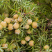 0364-Juniperus-oxycedrus-garigue-maquis