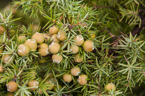 0364-Juniperus-oxycedrus-garigue-maquis