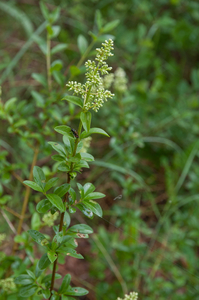 0364-Wilde-liguster-Ligustrum-vulgare-hedges-scrub-open-broadleaf