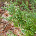 0365-Buxus-Buxus-sempervirens-thermophilous-woods-scrub-and-stony