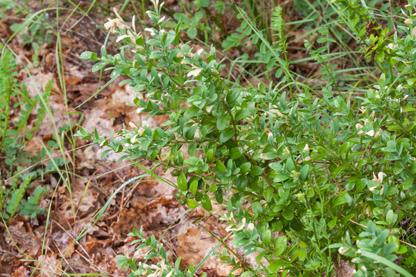 0365-Buxus-Buxus-sempervirens-thermophilous-woods-scrub-and-stony