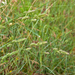 0365-Kropaar-Dactylis-glomerata-uncultivated-land-ruderal-environ