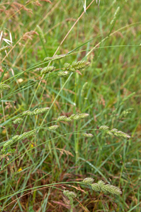 0365-Kropaar-Dactylis-glomerata-uncultivated-land-ruderal-environ