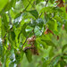 0366-Hopbeuk-Ostrya-carpinifolia