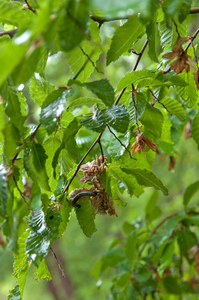 0366-Hopbeuk-Ostrya-carpinifolia