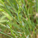 0366-ruw-parelgras-arid-pastures-fields-uncultivated-land