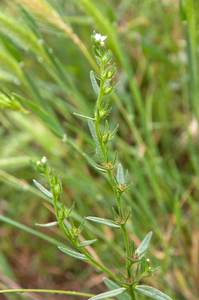 0366-ruw-parelgras-arid-pastures-fields-uncultivated-land