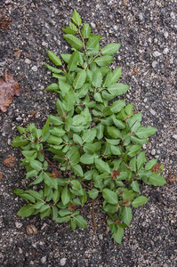 0367-Hopbeuk-Ostrya-carpinifolia