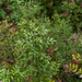 0368-Stekelige-muizendoorn-Ruscus-aculeatus-(sub)mediterranean-wo