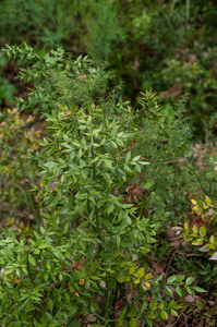 0368-Stekelige-muizendoorn-Ruscus-aculeatus-(sub)mediterranean-wo