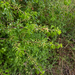 0368-Weichselboom-Prunus-mahaleb-rocky-places-hedges-margins-of-t