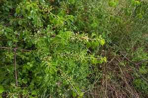 0368-Weichselboom-Prunus-mahaleb-rocky-places-hedges-margins-of-t
