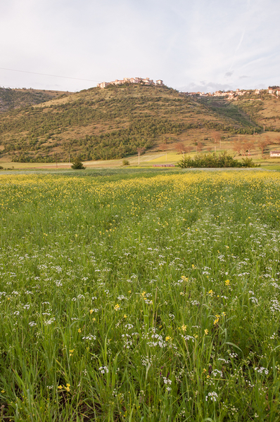 0369-akkeronkruiden-overzicht