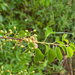 0369-Weichselboom-Prunus-mahaleb-rocky-places-hedges-margins-of-t