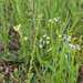 0370-rapistrum-rugosum-bolletjesraket-fields