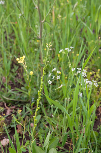 0370-rapistrum-rugosum-bolletjesraket-fields