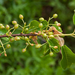 0370-Weichselboom-Prunus-mahaleb-rocky-places-hedges-margins-of-t