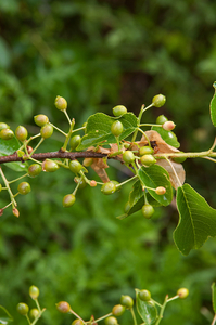 0370-Weichselboom-Prunus-mahaleb-rocky-places-hedges-margins-of-t