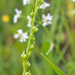0371-rapistrum-rugosum-bolletjesraket-fields