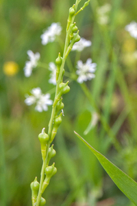 0371-rapistrum-rugosum-bolletjesraket-fields