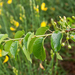 0371-Weichselboom-Prunus-mahaleb-rocky-places-hedges-margins-of-t