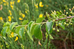 0371-Weichselboom-Prunus-mahaleb-rocky-places-hedges-margins-of-t